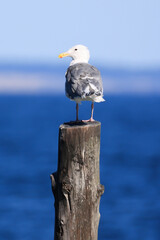 a seagull stands on a wood pole in the sea