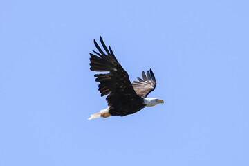 a flying bald eagle in the blue sky