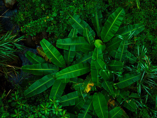 Aerial view of beautiful tropical forest mountain landscape in summer