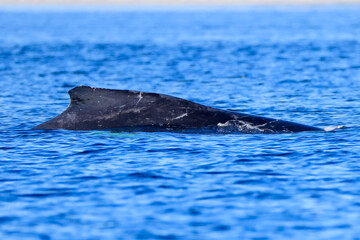 a swimming humpback whale off the coast of Vancouver Island