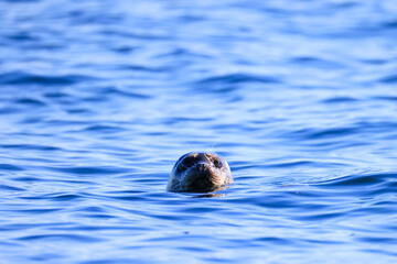 a curious seal in the water off Vancouver Island