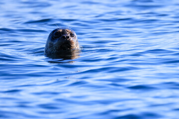 Fototapeta premium a curious seal in the water off Vancouver Island