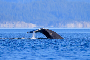 Fototapeta premium the tail of a diving humpback whale off the coast of Vancouver Island
