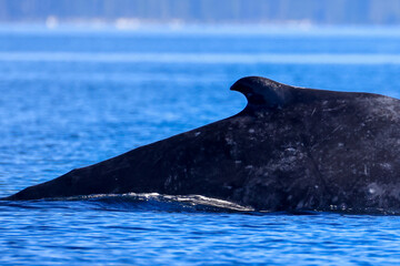 a swimming humpback whale off the coast of Vancouver Island