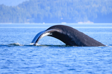 the fin of a diving humpback whale