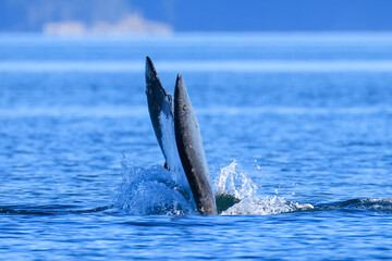 Fototapeta premium the fin of a diving humpback whale
