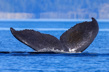 Fototapeta premium the fin of a diving humpback whale off the coast of Vancouver Island