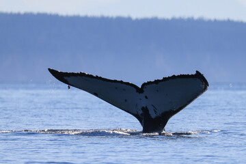 the fin of a diving humpback whale in Vancouver Island © Marcel