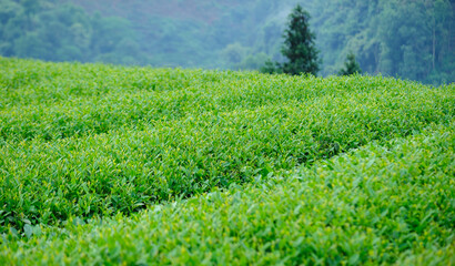 Green tea trees grow in spring