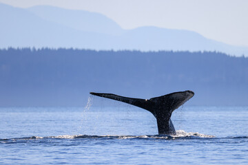 Naklejka premium the fin of a diving humpback whale in Vancouver Island