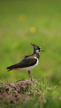 Northern Lapwing Or Peewit In Summer Field. Wildlife Birds Of Belarus. 4K