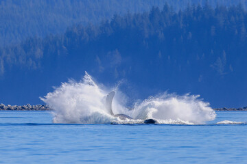 a humpback whale jumps out of the water off the coast of Vancouver Island