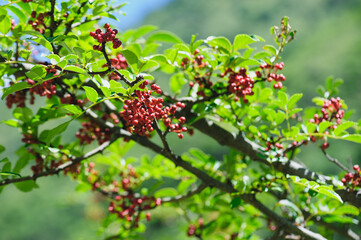 Sichuan Pepper grow on tree