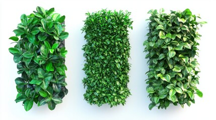 Naklejka premium Trio of lush vertical green walls isolated on a white background