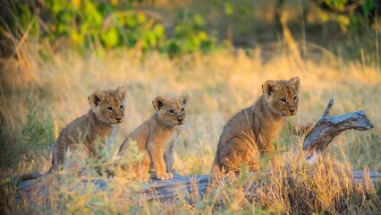 Lion's Cubs