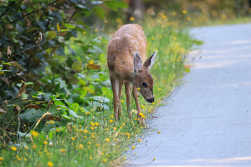 a fawn eats flowers in Vancouver Island