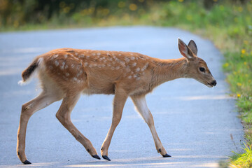 a fawn crosses a street in Vancouver Island