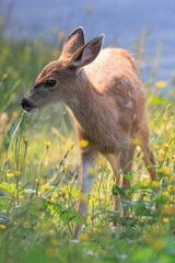 a fawn eats flowers in Vancouver Island
