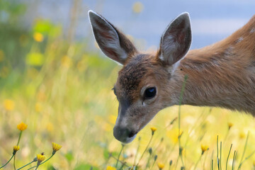 a fawn eats flowers in Vancouver Island