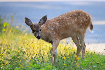 a fawn eats flowers in Vancouver Island