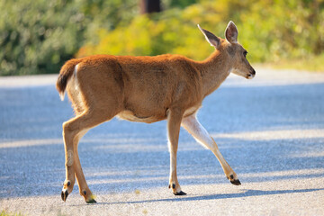 a deer crosses a street in Vancouver Island