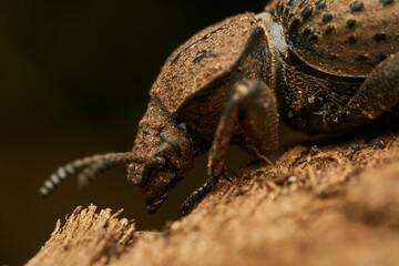 Details of a brown beetle on a brown branch