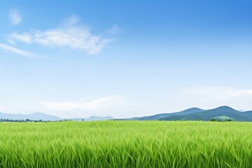 Fototapeta premium Rice field landscape nature sky.