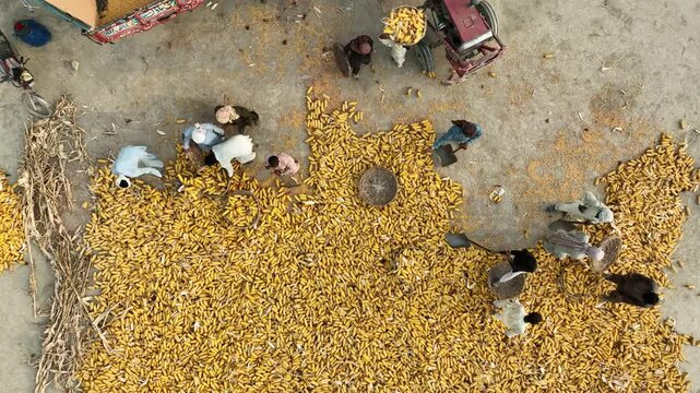 Capture the golden fields as farmers skillfully harvest wheat, with sweeping drone shots showcasing the vast landscapes and precise cutting. Watch the rhythmic process unfold from above, blending trad