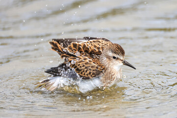 a sandpiper takes a bath