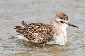a sandpiper takes a bath