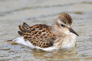 sandpiper bird in the shore 