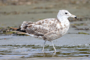 a juvenile seagull wades in the shore at Longbeach, Vancouver Island