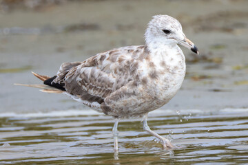 a juvenile seagull wades in the shore at Longbeach, Vancouver Island