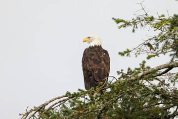 a bald eagle sits on a pine tree