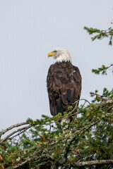 a bald eagle sits on a pine tree