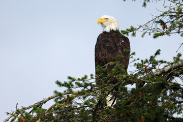 a bald eagle sits on a pine tree