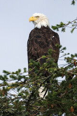 a bald eagle sits on a pine tree