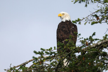 bald eagle sits on a tree in Vancouver Island