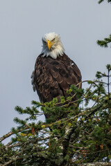 bald eagle sits on a tree in Vancouver Island