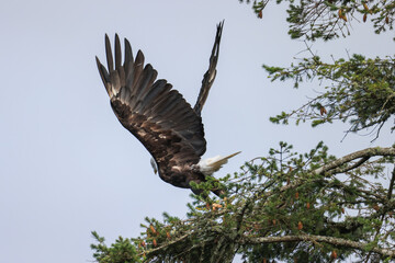a bald eagle flying away