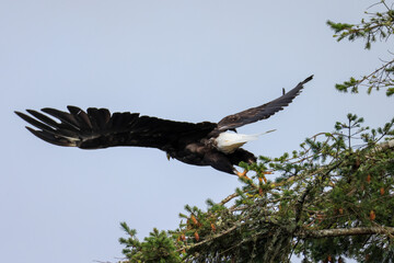 a bald eagle flying away