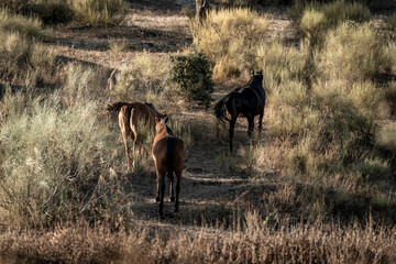beautiful horse in landscape pretty equine natural environment 