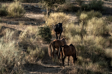 beautiful horse in landscape pretty equine natural environment