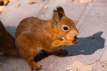 squirrel eating nut
