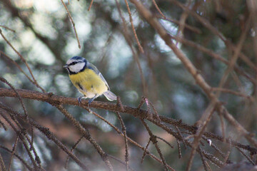 Naklejka premium great spotted woodpecker