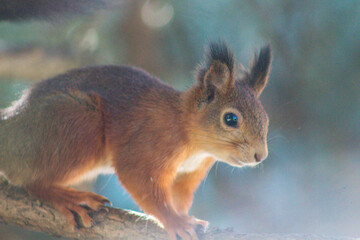 squirrel in the park