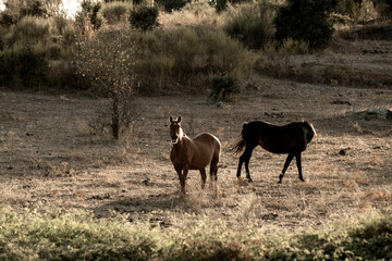 Naklejka premium beautiful horse in landscape pretty equine natural environment 
