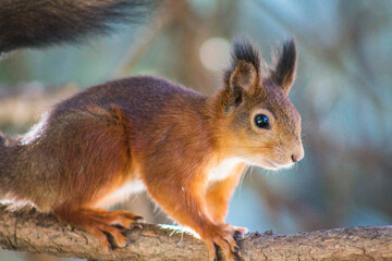 squirrel in the forest