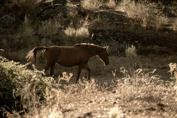 beautiful horse in landscape pretty equine natural environment 