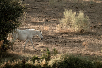 Obraz premium beautiful horse in landscape pretty equine natural environment 